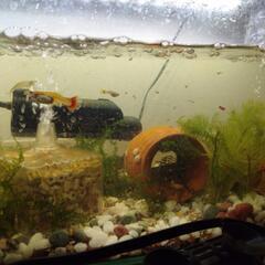 ミックスグッピー、プラティ稚魚

、値段相談のります。