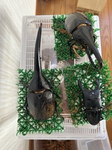 早い者勝ち‼️ヘラクレスオオカブト2匹、スマトラオオヒラタ1匹