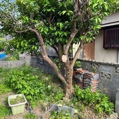剪定草刈り