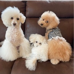 DogSalonWIN求人募集 トリミングサロンの画像