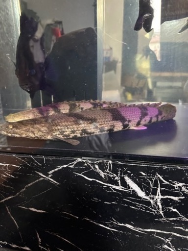 ワイルド　ポリプテルスエンドリケリー47cm前後