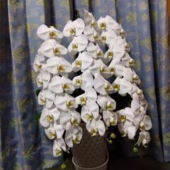 ⑨衝撃価格！超破格値！超ロング！胡蝶蘭3株入り3本立ち　胡蝶蘭鉢株苗 コチョウラン 洋蘭 洋ランの画像