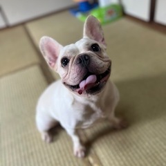 フレンチブルドッグ