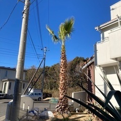 ワシントニア　ワシントンヤシです。の画像