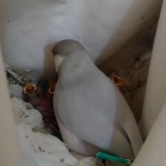 シルバー文鳥の雛　３～４羽の里親募集