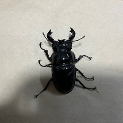 タランドゥスオオツヤクワガタ　オス単品