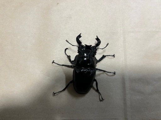 タランドゥスオオツヤクワガタ　オス単品