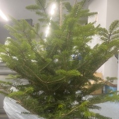 観葉植物　もみの木