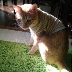 そらくん♂を探しています