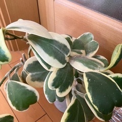 斑入り　ガーデン　ハートホヤ　多肉植物