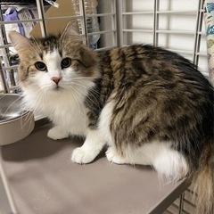 血統書あり、ノルウェージャン！里親探しです。