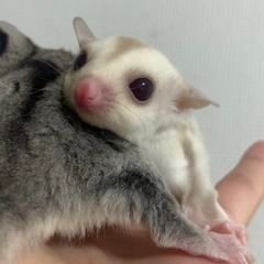 フクロモモンガ クリミノ ︎︎ ♀