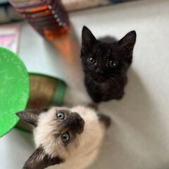 仔猫里親募集（シャム・黒）