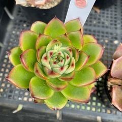 多肉植物 ムーンストーン 他にも色々あります(*^^*)