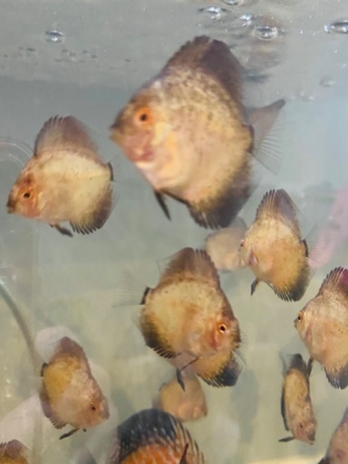 ディスカス稚魚5匹