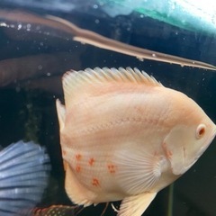 オスカー　熱帯魚の画像