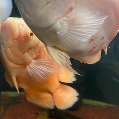 オスカー　熱帯魚の画像