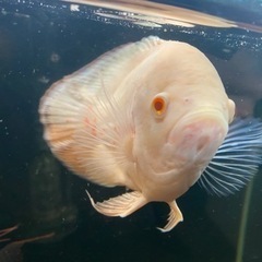 オスカー　熱帯魚の画像