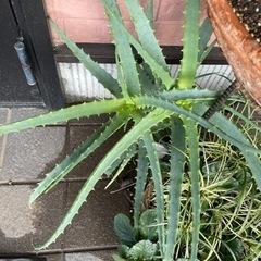 アロエ