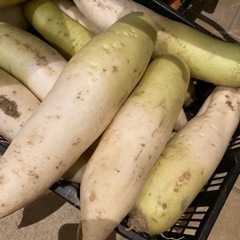 野菜いろいろ
