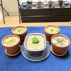観葉植物インテリアサークル - 友達