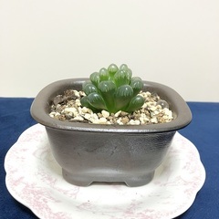 観葉植物インテリアサークル - メンバー募集