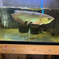 アロワナ　金龍　引き取りの画像