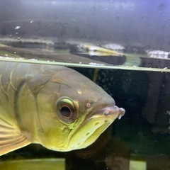 アロワナ　金龍　引き取りの画像