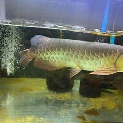 アロワナ　金龍　引き取りの画像