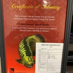アロワナ　金龍　引き取りの画像