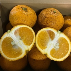 【✨訳あり品　無農薬　和歌山産　清見　約10kg   農家直送便✨】