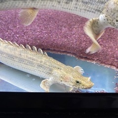 ビキールビキール　　ビキールコリバ　バラ売り可能【熱帯魚】の画像