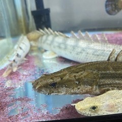 ビキールビキール　　ビキールコリバ　バラ売り可能【熱帯魚】の画像