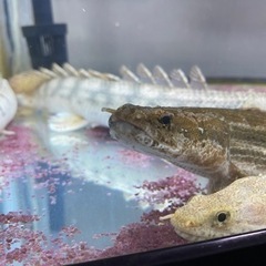 ビキールビキール　　ビキールコリバ　バラ売り可能【熱帯魚】の画像