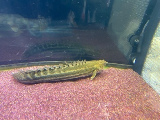 ビキールビキール　　ビキールコリバ　バラ売り可能【熱帯魚】