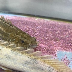 ビキールビキール　　ビキールコリバ　バラ売り可能【熱帯魚】の画像