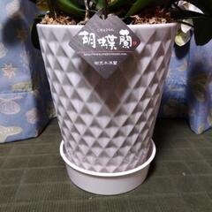 ⑩衝撃価格！超破格値！超ロング！胡蝶蘭3株入り3本立ち　胡蝶蘭鉢株苗 コチョウラン 洋蘭 洋ランの画像