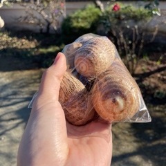 産地直送採れたて 里芋の画像