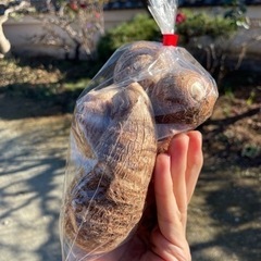 産地直送採れたて 里芋の画像