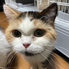 とってもマイペースなスコティッシュのさちこさん。