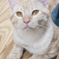 正式譲渡 れいくん  9ヶ月  しっぽ二重巻き 目の色独特 ゆっ...