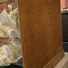 【最終値下げ！】今月末まで※交渉可【希少品】天然白珊瑚の置物の画像