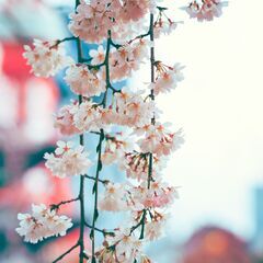 🌸早咲き桜を撮りに行く！ - 友達
