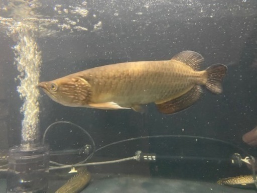ノーザンバラムンディ  熱帯魚 アロワナ
