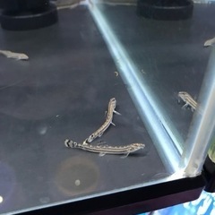 熱帯魚　スジシマドジョウ