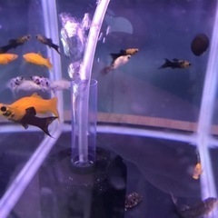 熱帯魚　モーリー