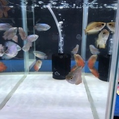 熱帯魚　グラミー