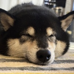 犬友募集中(成犬やシニアの子お願いします！)
