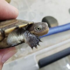 かわいいルパン顔　ヌマヨコクビガメ　　おチビちゃん　飼育容…