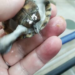 かわいいルパン顔　ヌマヨコクビガメ　　おチビちゃん　飼育容易　交換可 - ペット